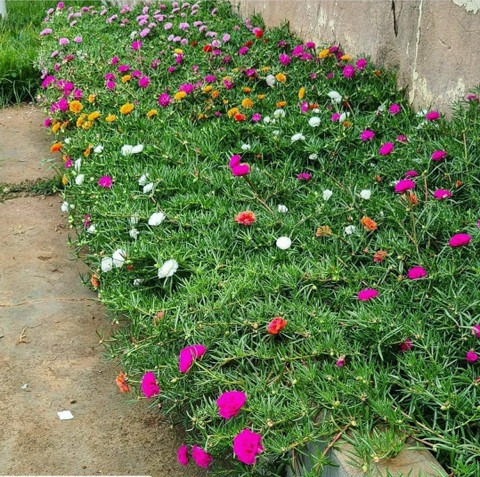 no biennial yes portulaca mixed.jpg