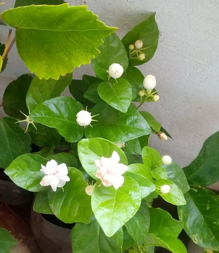 Jasmine flowers or Mogras.jpg