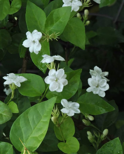 Arabian Jasmine.jpg