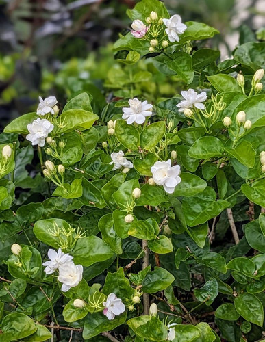 Arabian Jasmine flowers.jpg