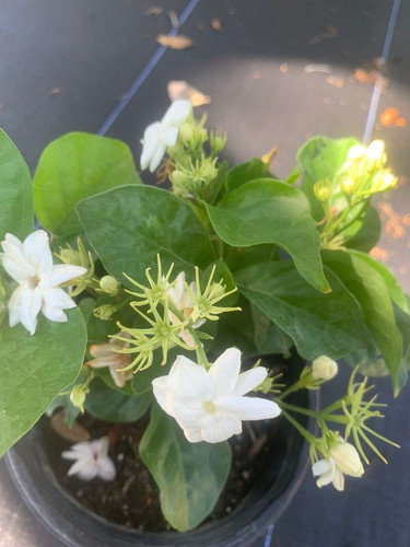 The Jasmine Sambac (Jasminum sambac),Arabian jasmine single flower mature plant sold by sizes from c.jpg