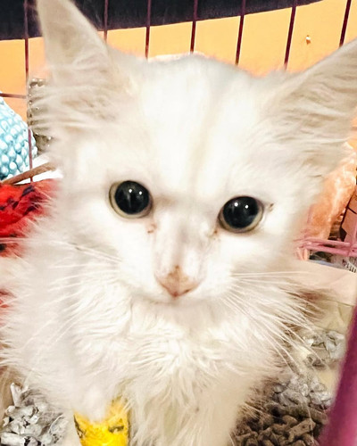 G gQ94yWoAAuN4h?format=jpg.jpg