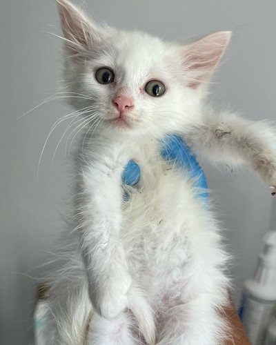 G gQ942XYAA 7iH?format=jpg.jpg