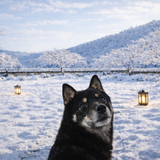 정원에 눈이 많이 쌓인 곳에 앉아있는 레오2.png