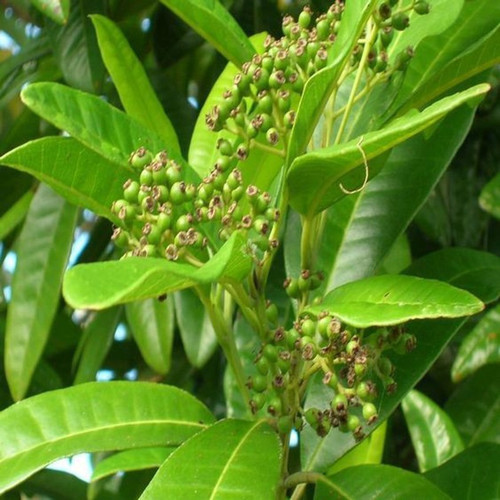 allspice plant jamaica pimenta m.jpg