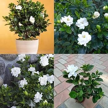 71TchgFiJSL. AC UF350,350 QL80.jpg