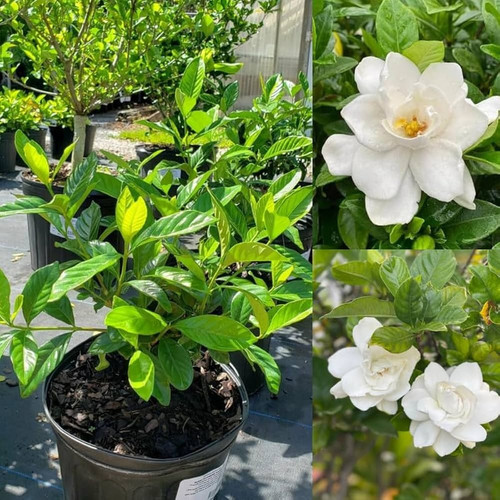 61hBeEwmgML. AC UF1000,1000 QL80.jpg