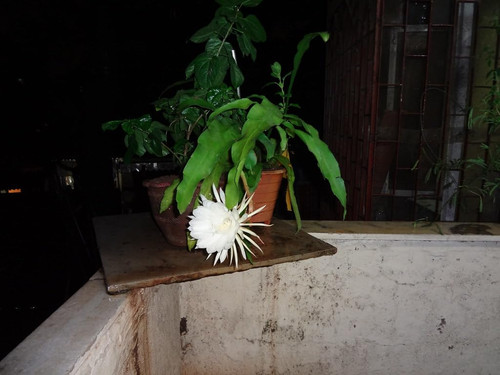 61b6yhau9ML. SL1024 .jpg