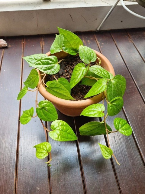 yes perennial yes pan plant ve1.jpg