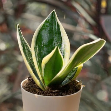 p snake plant golden hahnii cust.jpg