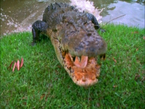 The.Crocodile.Hunter.1997.S01E01.Big.Croc.Diaries.pilot.480i.DVD.REMUX.MPEG2.AC3.2.0.mkv snapshot 00.jpg