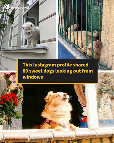 dog window photos.jpg