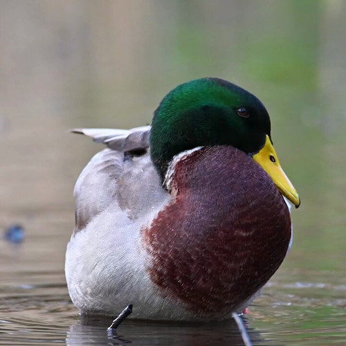 3SscqnpT2v2 VMVM.jpg