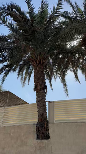 TFjZ1NES3 Go00Ue.jpg