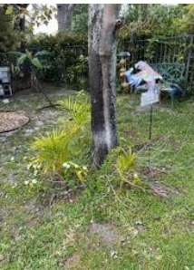 Landscape Design Boca Raton.png