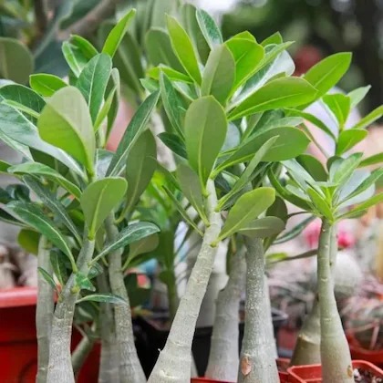 hug a plant adenium plant desert.jpg
