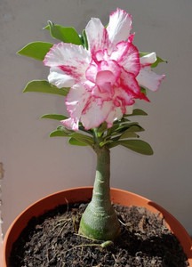 annual no yes adeniyam plant a7.jpg