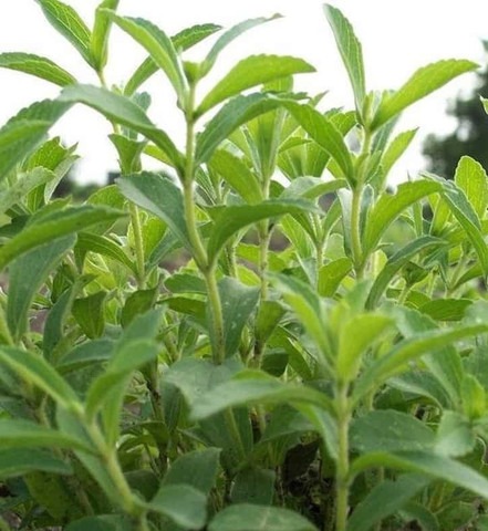 40 gromax stevia gromax india or.jpg