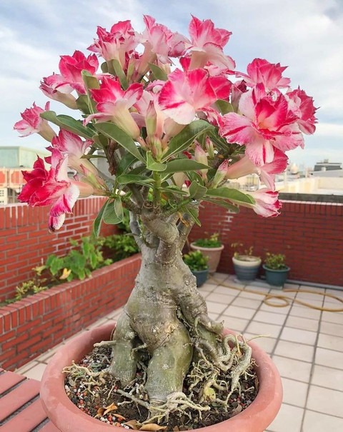 annual no yes adeniyam plant a2.jpg
