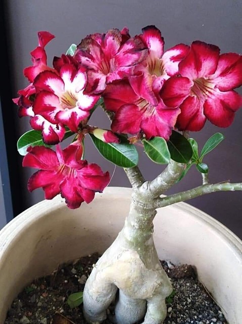 yes perennial no live plant indo.jpg