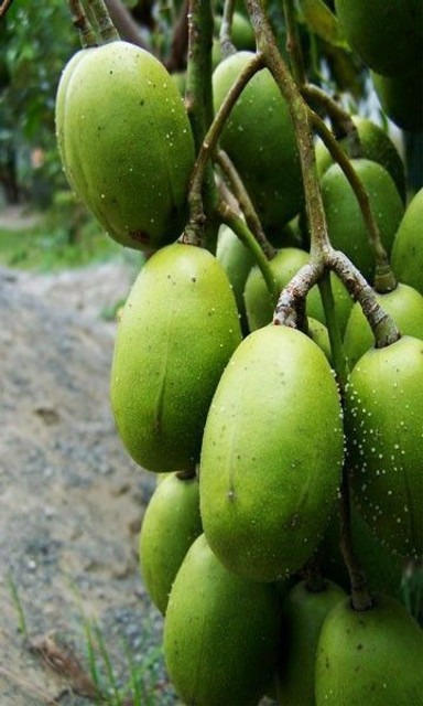 yes perennial yes amra plant 89.jpg