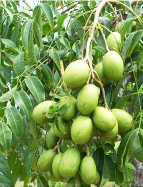 no annual yes amla medicini plan.jpg