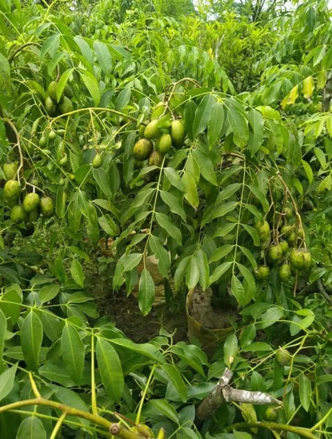 no perennial yes hog plum fruit (1).jpg