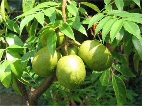gardens live hog plum amra spond.jpg