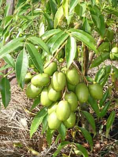 no biennial yes bhringi phal pla.jpg