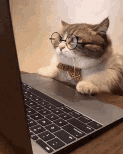 cat glasses computer.gif