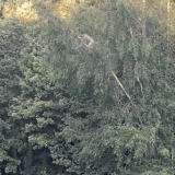 3a8bb0774dfb9af5.gif