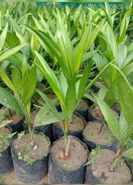 no perennial yes hybrid dwarf ar.jpg