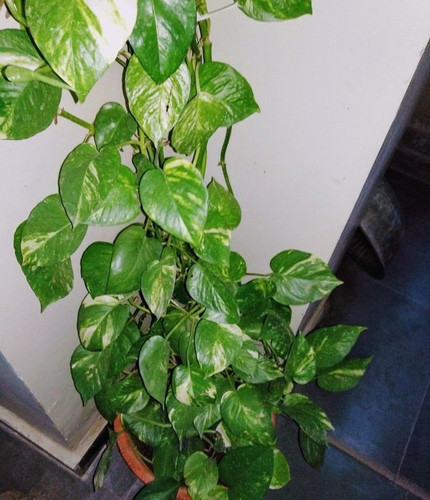 money plant stem 11 grah pravesh.jpg