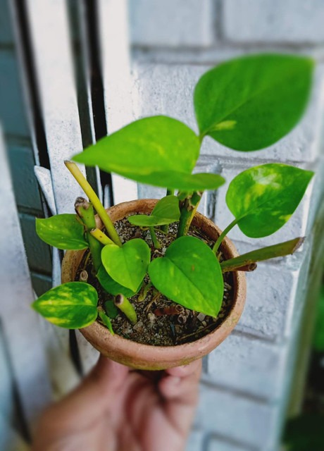 no perennial yes maa anandayamoi.jpg