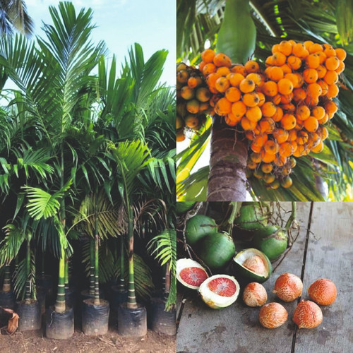 arecanut supari plant.jpg