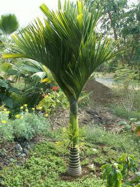 no perennial yes betel nut supar (2).jpg