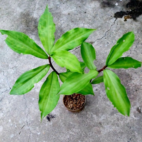 yes perennial yes green organic.jpg