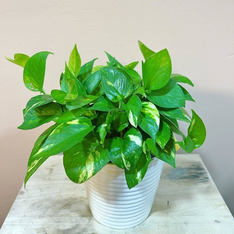 perennial yes yes money plant cf.jpg