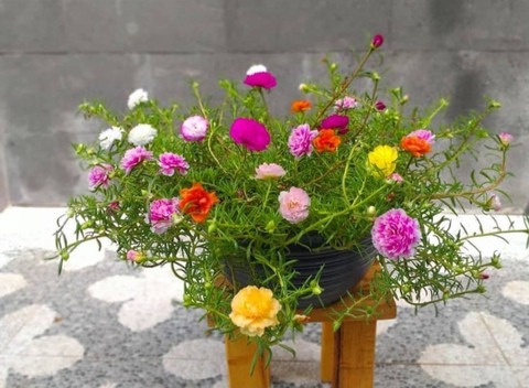 no biennial yes multicolors port.jpg