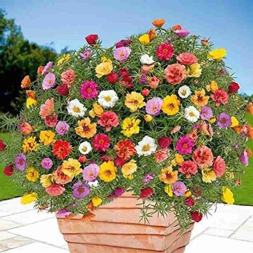 50 portulaca full bloom flower s.jpg
