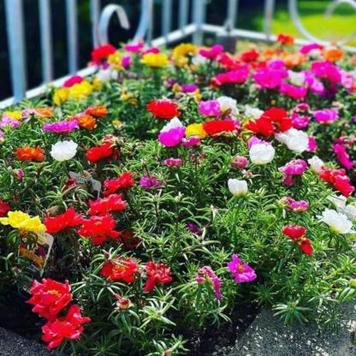 cloud farm hybrid portulaca plan.jpg