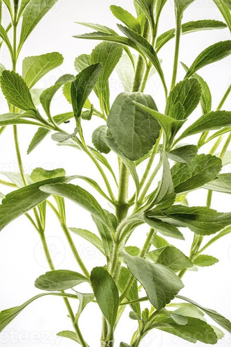 stevia rebaudiana plant photo.jpg