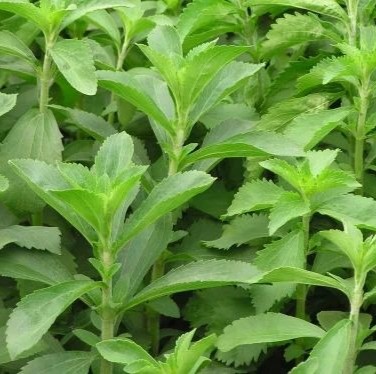 buy stevia plantslive 500x500.jpg