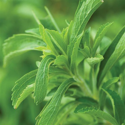 40 gromax stevia gromax india or.jpg