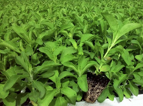 50 stevia rebaudiana seeds for g.jpg