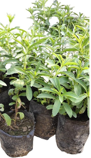 1 stevia plant stevia rebaudiana.jpg