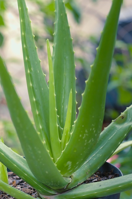 aloe vera vfhntj.jpg