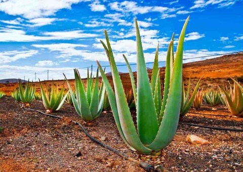 yes annual yes hybrid aloevera p.jpg