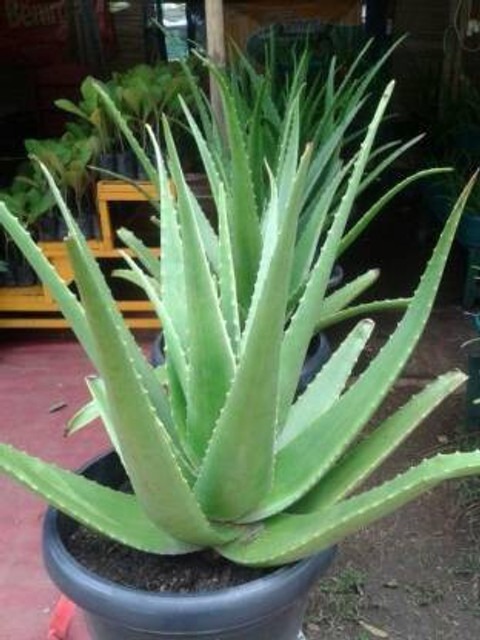 yes annual yes alovera plant 010.jpg