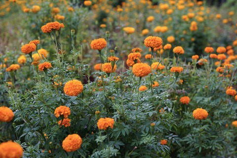 110 hybrid orange marigold flowe.jpg